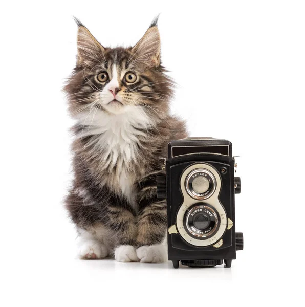 Bonito Maine Coon Gatinho Com Câmera Velha 6X6 Fundo Branco — Fotografia de Stock