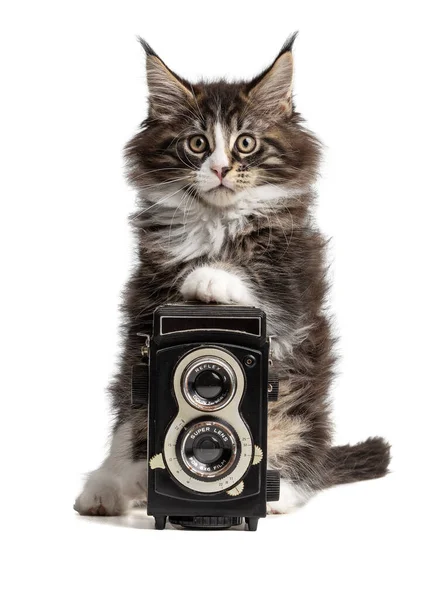 Bonito Maine Coon Gatinho Com Câmera Velha Fundo Branco — Fotografia de Stock