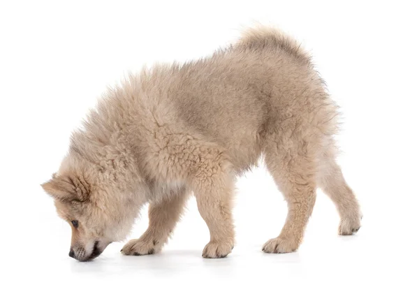 Adorável Bege Eurasier Cachorro Fundo Branco — Fotografia de Stock