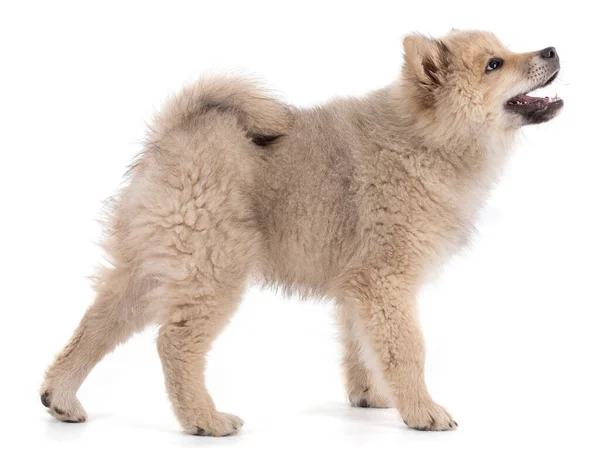 Adorable Perrito Eurasier Beige Sobre Fondo Blanco —  Fotos de Stock
