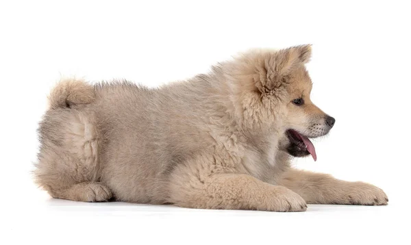 Bedårande Beige Eurasier Valp Vit Bakgrund — Stockfoto