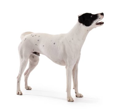 cute funny white dog with a black stain on one eye in a white background barking 