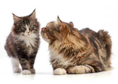 Şirin kedi yavrusu ve beyaz arka planda beyaz kakaolu babası.