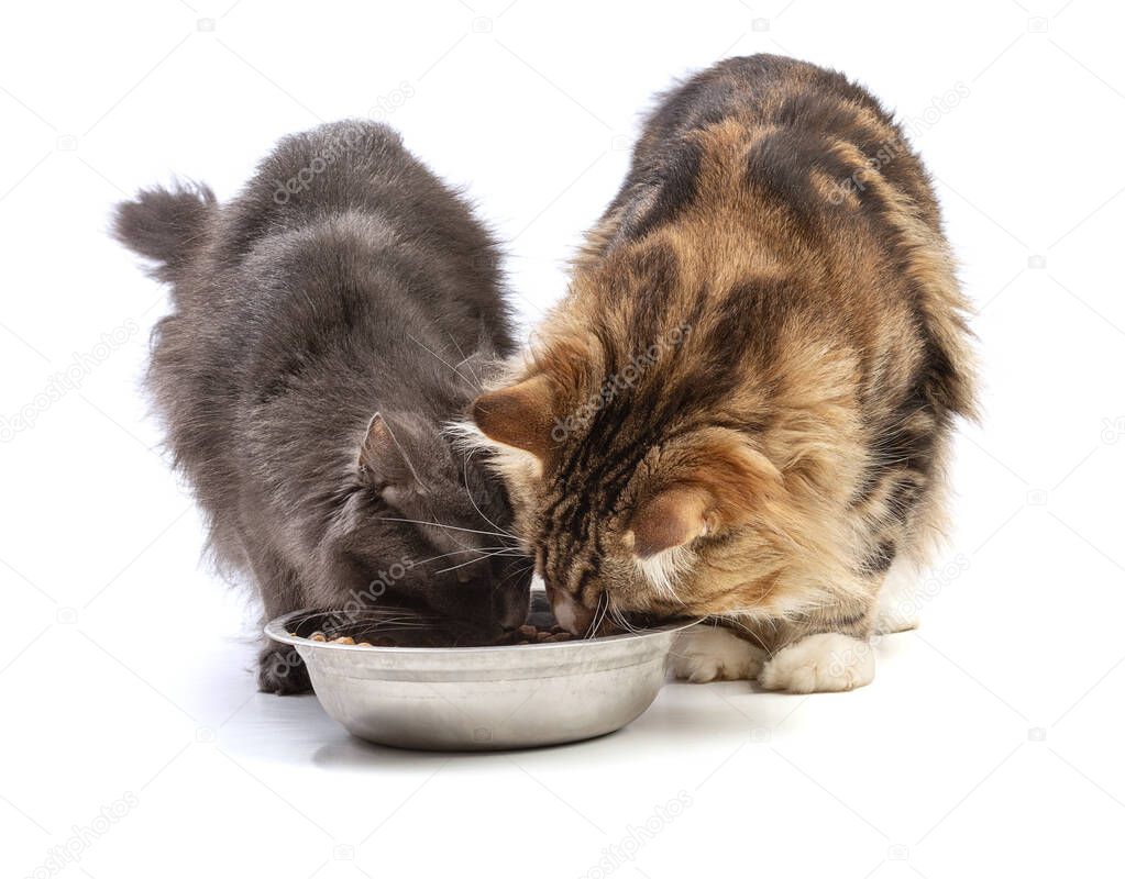 Two maine coon cats eating from a bowl on a white background