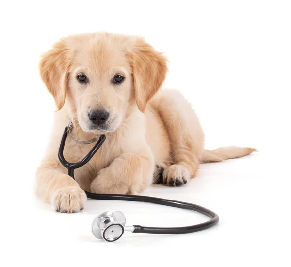 Young Veterinary Golden Retriever Stethoscope White Background Studio — Stock Photo, Image