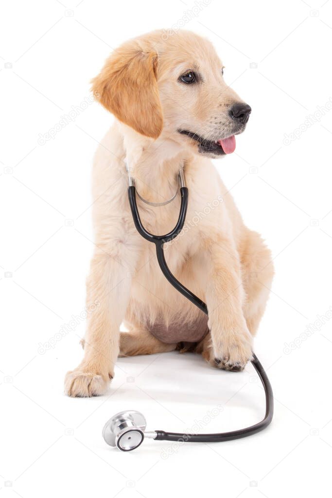 Young veterinary Golden Retriever in white background studio 