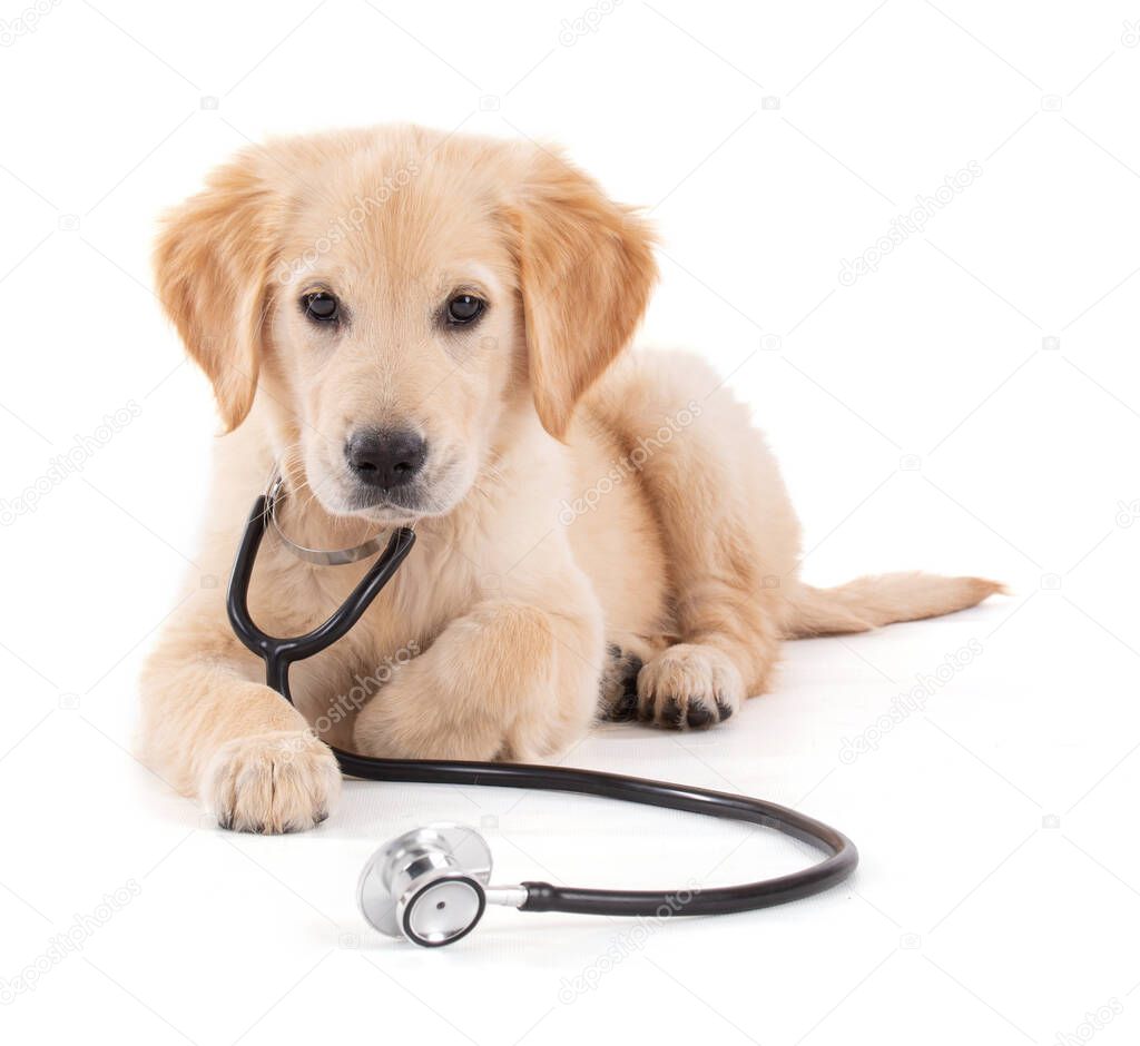 Young veterinary Golden Retriever with stethoscope in white background studio 