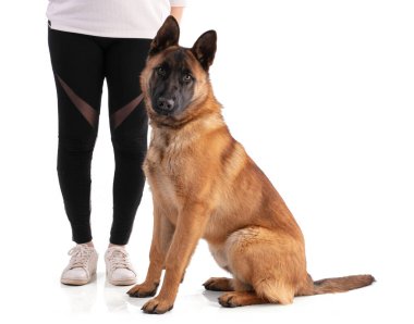Genç Belçikalı çoban köpeği Malinois beyaz arka planda oturuyor