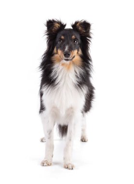 Beyaz arka planda duran Shetland köpeği
