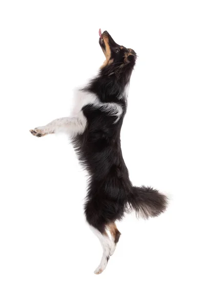 Beyaz Arka Planda Atlayan Shetland Köpeği — Stok fotoğraf
