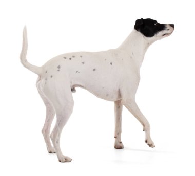 happy cute funny white dog with a black stain on one eye in a white background 