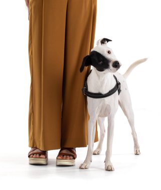 cute funny white dog with a black stain on one eye in a white background ,with his master