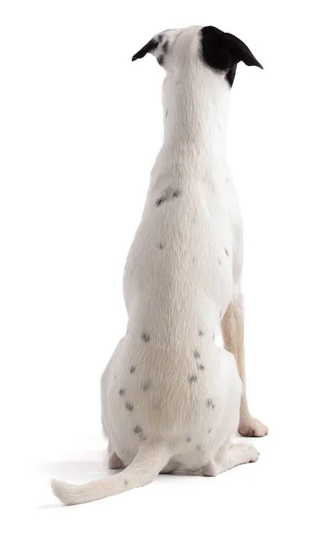 Cute White Dog Black Stain Sitting Back View White Background — Foto de Stock