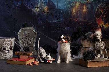 Chihuahua posing in a Halloween setting with fingers and grimoires