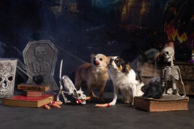 Chihuahua posing in a Halloween setting with fingers and grimoires