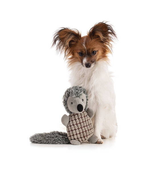  сосочковая собака с плюшем в студии на белом фоне