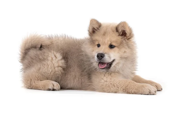 Adorabile Cucciolo Beige Eurasier Sfondo Bianco — Foto Stock