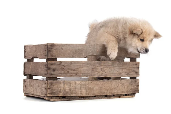 Adorable Beige Eurasier Puppy Jumping Out Wooden Box White Background — Stock Photo, Image