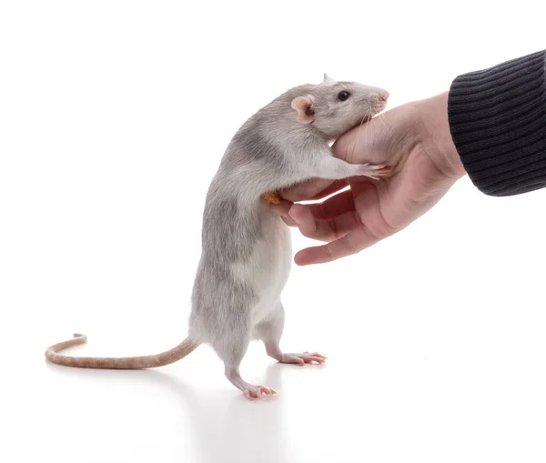 Niedliche Zweifarbige Ratte Die Auf Die Hand Seiner Herrin Auf — Stockfoto