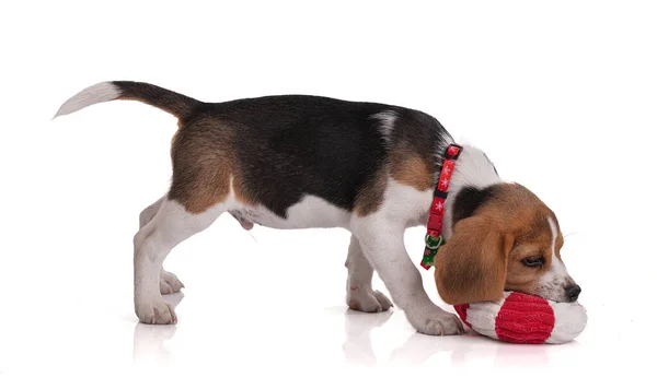 Kiskutya Beagle Egy Piros Fehér Karácsonyi Játék Fehér Háttér — Stock Fotó