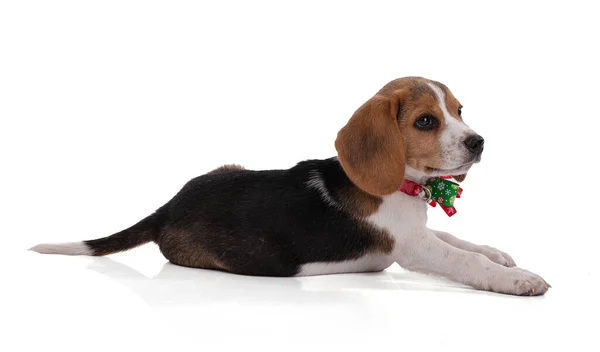Puppy Beagle Com Colar Vermelho Verde Época Natal Fundo Branco — Fotografia de Stock