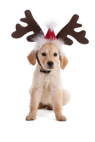 Netter Golden Retriver Welpe Mit Einem Weihnachts Rentierhut Auf Weißem — Stockfoto