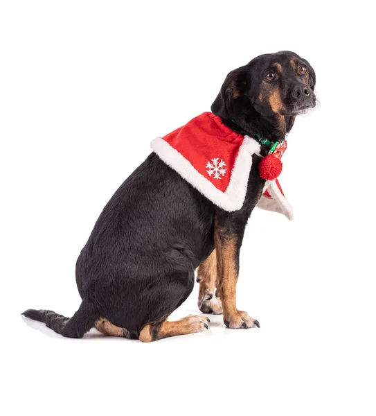 白色背景上有红色圣诞斗篷的狗三色肖像 — 图库照片
