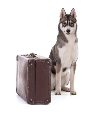 Beyaz arka planda bavulu olan 6 aylık Sibirya Husky portresi.