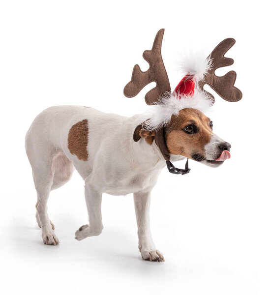 Jack Russell for the Christmas holidays in studio on white background