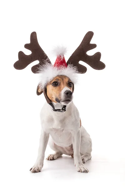 Jack Russell Für Die Weihnachtsfeiertage Studio Auf Weißem Hintergrund — Stockfoto