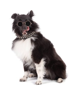 Beyaz arka planda gözlüklü punk shetland köpeği