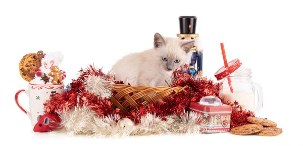 Kotek Dekoracji Świątecznej Białym Tle — Zdjęcie stockowe