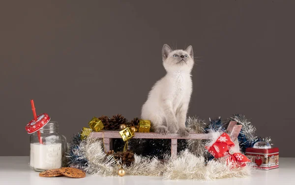 Kotek Świątecznej Dekoracji Szarym Tle — Zdjęcie stockowe