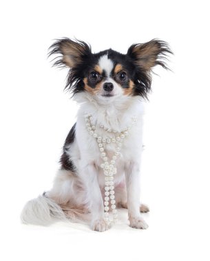 Şirin Chihuahua beyaz arka planda oturuyor.