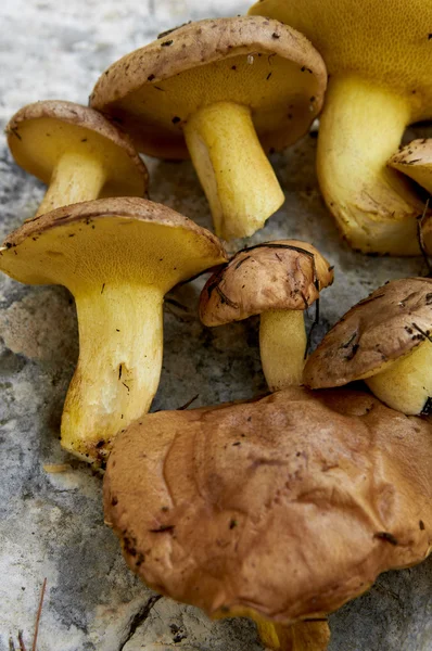 Boletus — Stock Photo, Image