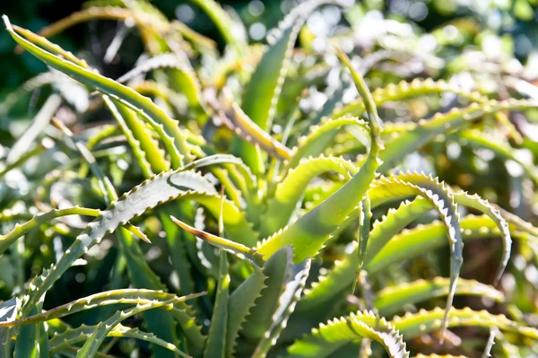 aloe vera