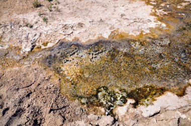 Bakteriyel dönüşümleri
