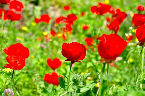 kırmızı çiçekler