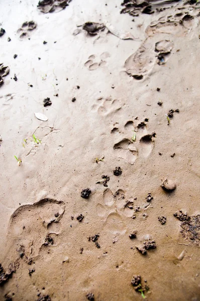 Animal`s footprints — Stock Photo, Image
