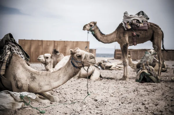 Camel parking — Stock Photo, Image