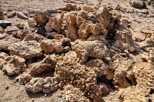 Heap of dead corals — Stock Photo, Image