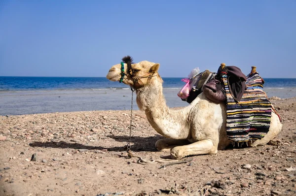 Resting camel — Stock Photo, Image