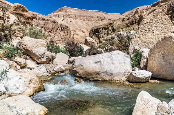 Ån i dalen wadi hasa i Jordanien — Stockfoto