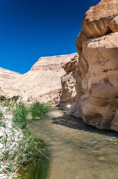 Le ruisseau dans la vallée du wadi hasa en Jordanie — Photo