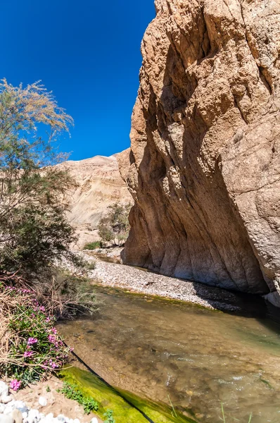 Le ruisseau dans la vallée du wadi hasa en Jordanie — Photo