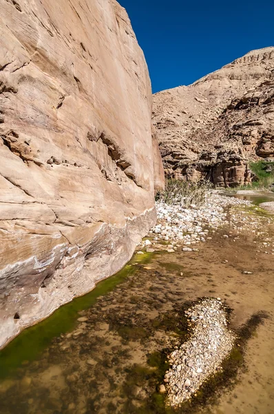 The creek in valley Wadi Hasa in Jordan - Stock-foto