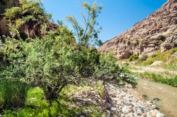 Green tree in Wadi Hasa, Jordan — Stock Photo, Image