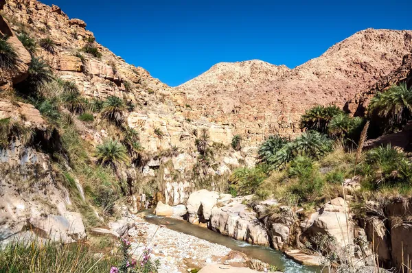 Wadi hasa creek i Jordanien — Stockfoto