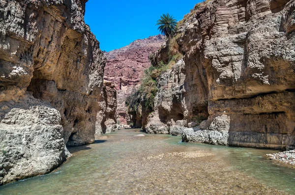 Wádí hasa creek v Jordánsku — Stock fotografie
