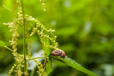 Yapraktaki salyangoz